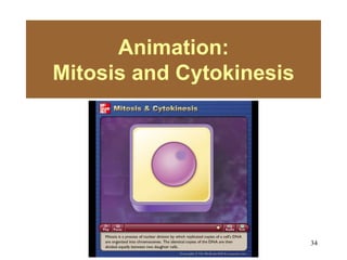 34
Animation:
Mitosis and Cytokinesis
Please note that due to differing
operating systems, some animations
will not appear until the presentation is
viewed in Presentation Mode (Slide
Show view). You may see blank slides
in the “Normal” or “Slide Sorter” views.
All animations will appear after viewing
in Presentation Mode and playing each
animation. Most animations will require
the latest version of the Flash Player,
which is available at
http://get.adobe.com/flashplayer.
 