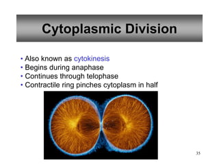 35
Cytoplasmic Division
• Also known as cytokinesis
• Begins during anaphase
• Continues through telophase
• Contractile ring pinches cytoplasm in half
 