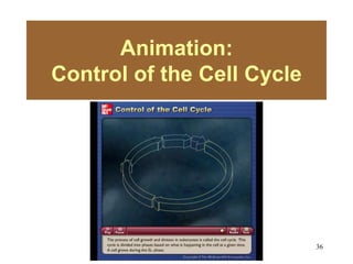 36
Animation:
Control of the Cell Cycle
Please note that due to differing
operating systems, some animations
will not appear until the presentation is
viewed in Presentation Mode (Slide
Show view). You may see blank slides
in the “Normal” or “Slide Sorter” views.
All animations will appear after viewing
in Presentation Mode and playing each
animation. Most animations will require
the latest version of the Flash Player,
which is available at
http://get.adobe.com/flashplayer.
 