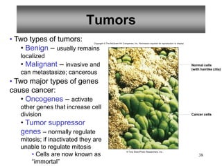 38
Tumors
• Two types of tumors:
• Benign – usually remains
localized
• Malignant – invasive and
can metastasize; cancerous
• Two major types of genes
cause cancer:
• Oncogenes – activate
other genes that increase cell
division
• Tumor suppressor
genes – normally regulate
mitosis; if inactivated they are
unable to regulate mitosis
• Cells are now known as
“immortal”
Normal cells
(with hairlike cilia)
Cancer cells
Copyright © The McGraw-Hill Companies, Inc. Permission required for reproduction or display.
© Tony Brain/Photo Researchers, Inc.;
 