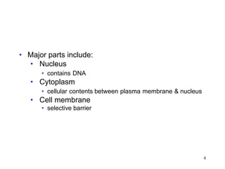 • Major parts include:
• Nucleus
• contains DNA
• Cytoplasm
• cellular contents between plasma membrane & nucleus
• Cell membrane
• selective barrier
4
 