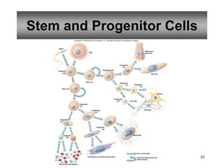 41
Stem and Progenitor Cells
one or more steps
Sperm
Egg
Fertilized
egg
Stem cell
Stem cell
Progenitor cell
Progenitor
cell
Progenitor
cell
Blood cells and platelets
Fibroblasts (a connective tissue cells)
Bone cells
Progenitor
cell
Astrocyte
Neuron
Skin cell
Sebaceous
gland cell
produces another stem cell
(self-renewal)
Progenitor
cell
Progenitor
cell
Progenitor
cell
Progenitor
cell
Progenitor
cell
Progenitor
cell
Copyright © The McGraw-Hill Companies, Inc. Permission required for reproduction or display.
 