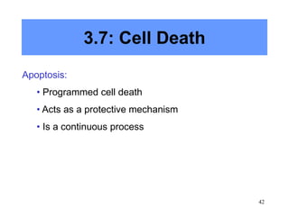 42
3.7: Cell Death
Apoptosis:
• Programmed cell death
• Acts as a protective mechanism
• Is a continuous process
 