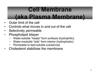 Cell Membrane
(aka Plasma Membrane)
• Outer limit of the cell
• Controls what moves in and out of the cell
• Selectively permeable
• Phospholipid bilayer
• Water-soluble “heads” form surfaces (hydrophilic)
• Water-insoluble “tails” form interior (hydrophobic)
• Permeable to lipid-soluble substances
• Cholesterol stabilizes the membrane
5
 