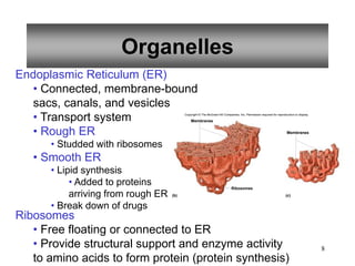 8
Organelles
Endoplasmic Reticulum (ER)
• Connected, membrane-bound
sacs, canals, and vesicles
• Transport system
• Rough ER
• Studded with ribosomes
• Smooth ER
• Lipid synthesis
• Added to proteins
arriving from rough ER
• Break down of drugs
Ribosomes
• Free floating or connected to ER
• Provide structural support and enzyme activity
to amino acids to form protein (protein synthesis)
Membranes
Ribosomes
Membranes
(b) (c)
Copyright © The McGraw-Hill Companies, Inc. Permission required for reproduction or display.
 