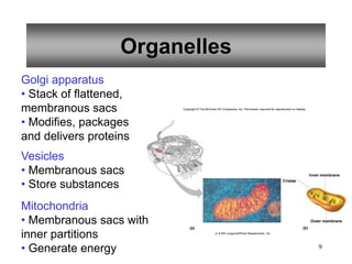 9
Organelles
Golgi apparatus
• Stack of flattened,
membranous sacs
• Modifies, packages
and delivers proteins
Vesicles
• Membranous sacs
• Store substances
Inner membrane
Outer membrane
Cristae
(a) (b)
Copyright © The McGraw-Hill Companies, Inc. Permission required for reproduction or display.
a: © Bill Longcore/Photo Researchers, Inc.
Mitochondria
• Membranous sacs with
inner partitions
• Generate energy
 
