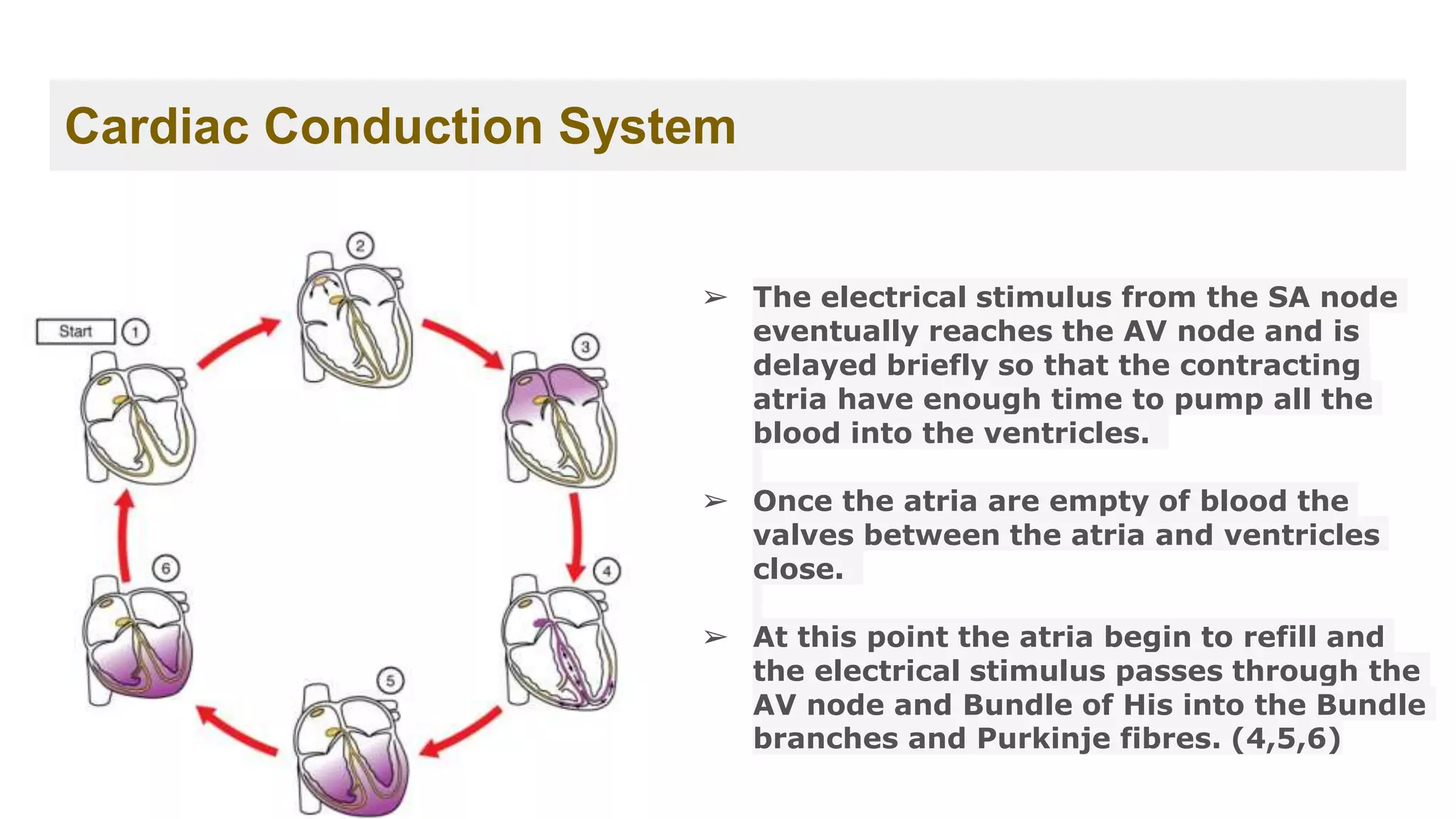 Cardiac Conduction System
➢ The electrical stimulus from the SA node
eventually reaches the AV node and is
delayed briefly so that the contracting
atria have enough time to pump all the
blood into the ventricles.
➢ Once the atria are empty of blood the
valves between the atria and ventricles
close.
➢ At this point the atria begin to refill and
the electrical stimulus passes through the
AV node and Bundle of His into the Bundle
branches and Purkinje fibres. (4,5,6)
 