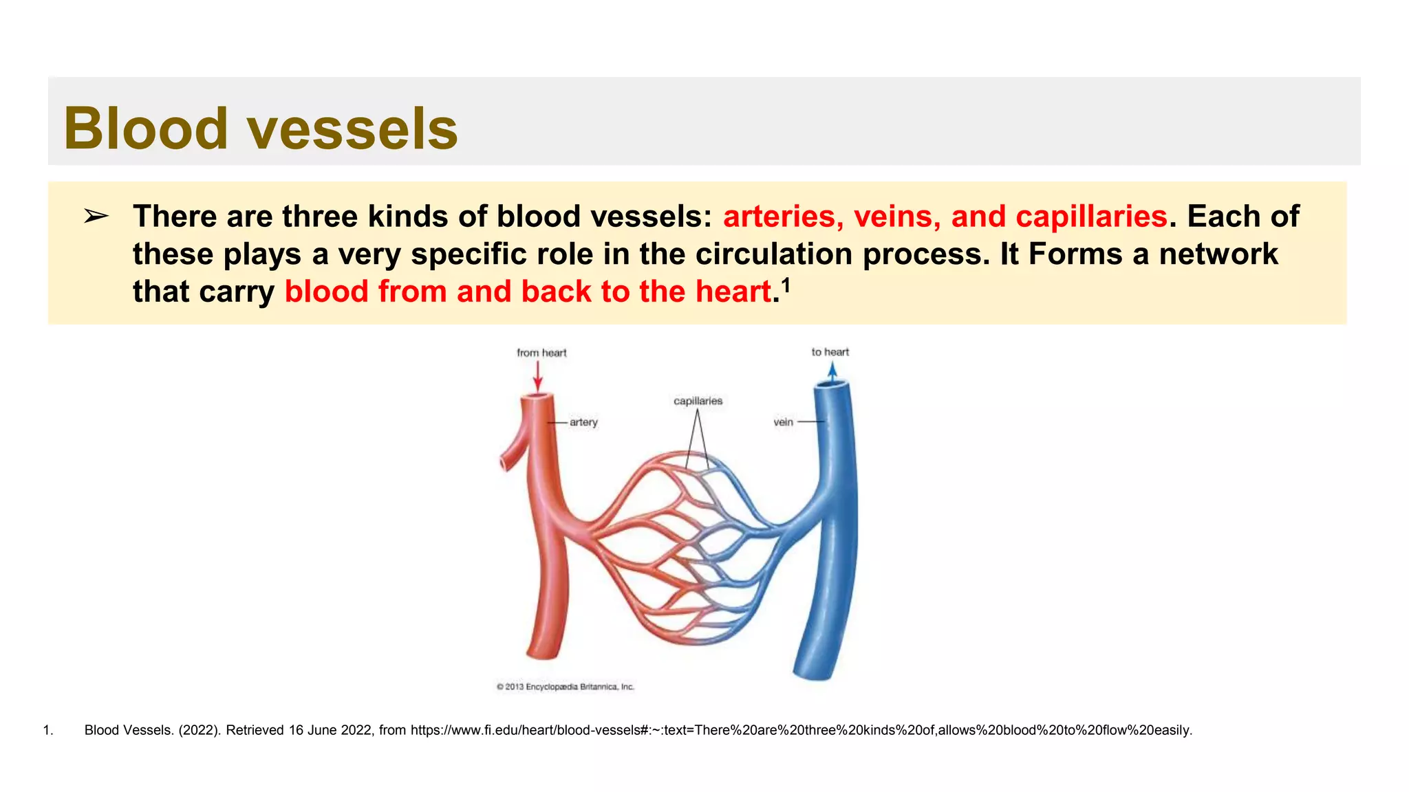 Blood vessels
1. Blood Vessels. (2022). Retrieved 16 June 2022, from https://www.fi.edu/heart/blood-vessels#:~:text=There%20are%20three%20kinds%20of,allows%20blood%20to%20flow%20easily.
➢ There are three kinds of blood vessels: arteries, veins, and capillaries. Each of
these plays a very specific role in the circulation process. It Forms a network
that carry blood from and back to the heart.1
 