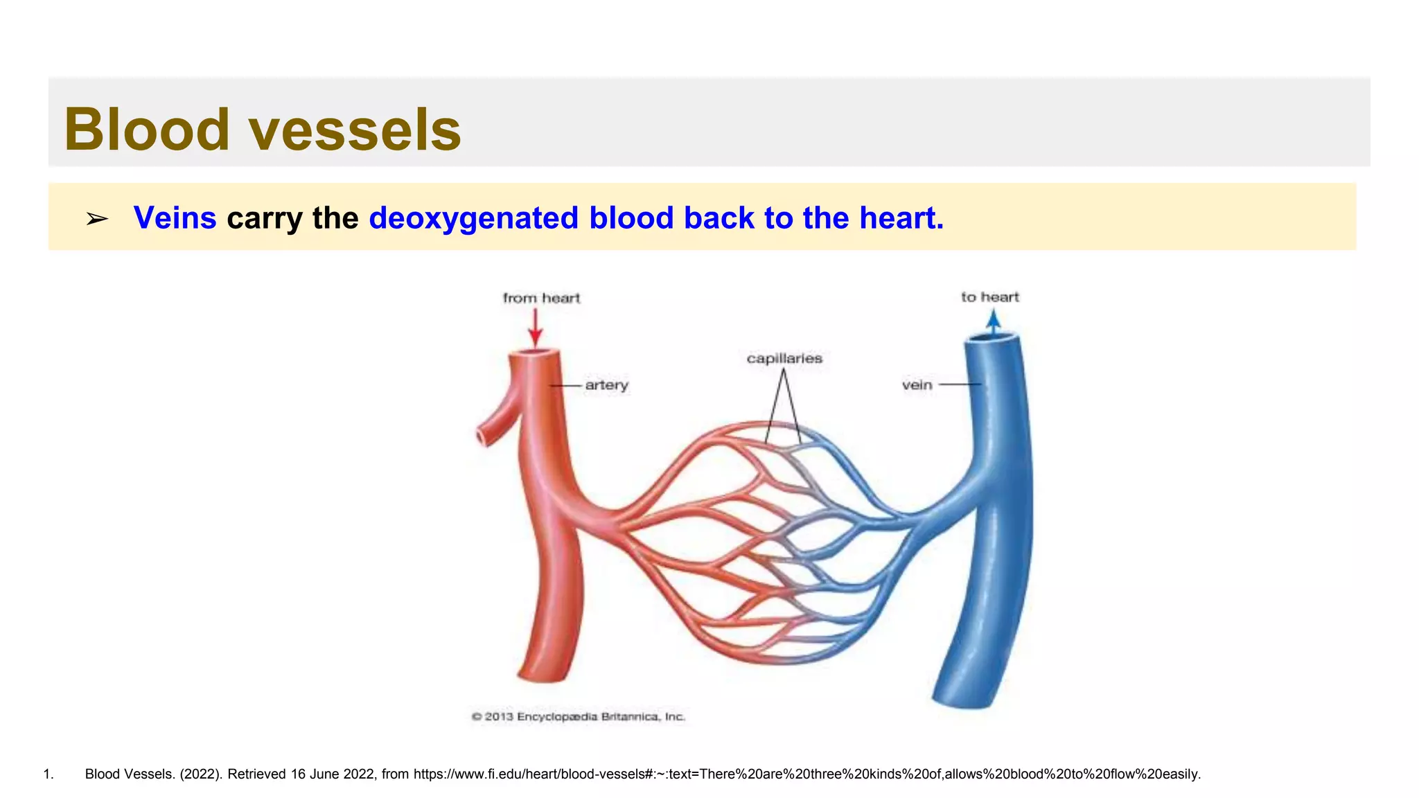 Blood vessels
1. Blood Vessels. (2022). Retrieved 16 June 2022, from https://www.fi.edu/heart/blood-vessels#:~:text=There%20are%20three%20kinds%20of,allows%20blood%20to%20flow%20easily.
➢ Veins carry the deoxygenated blood back to the heart.
 