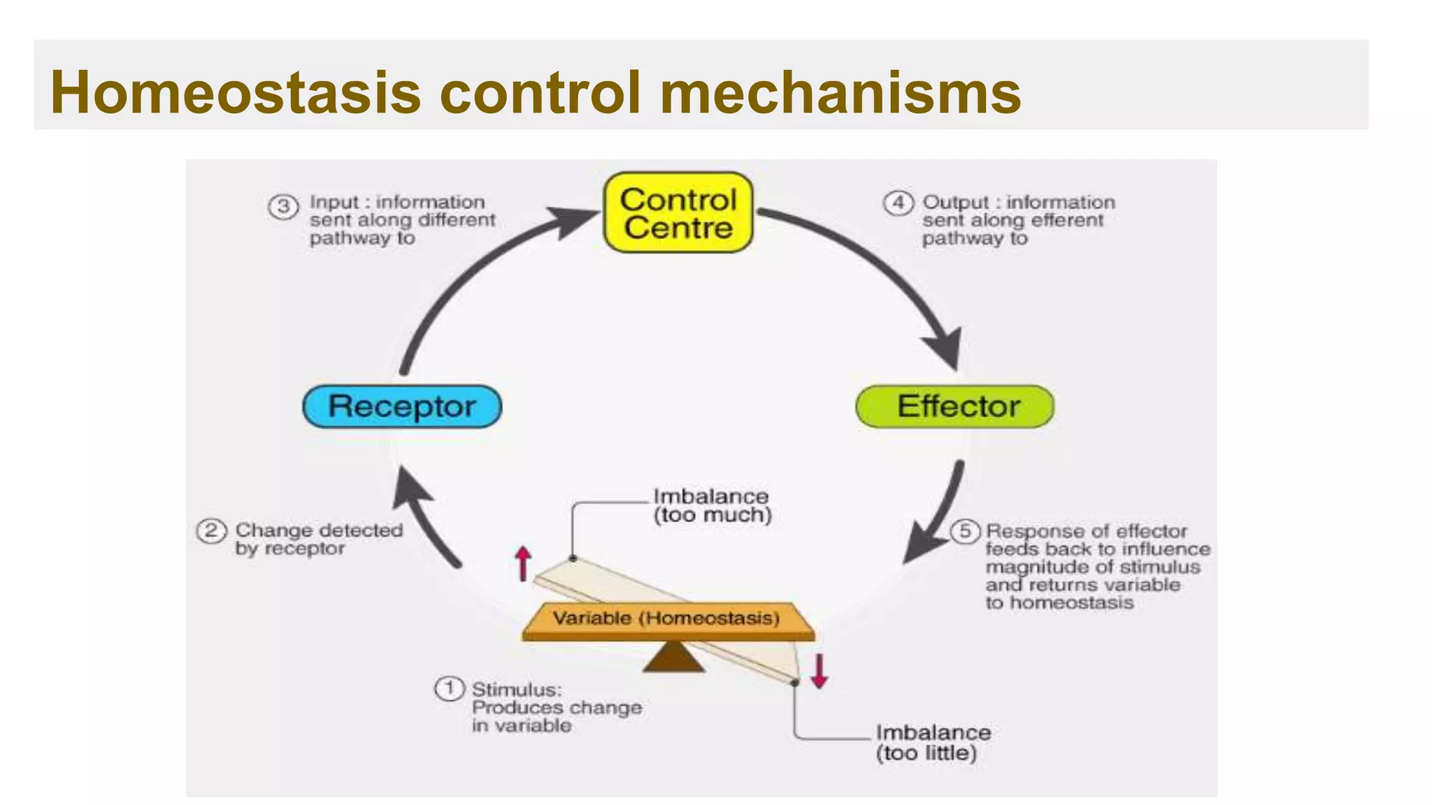 Homeostasis control mechanisms
 
