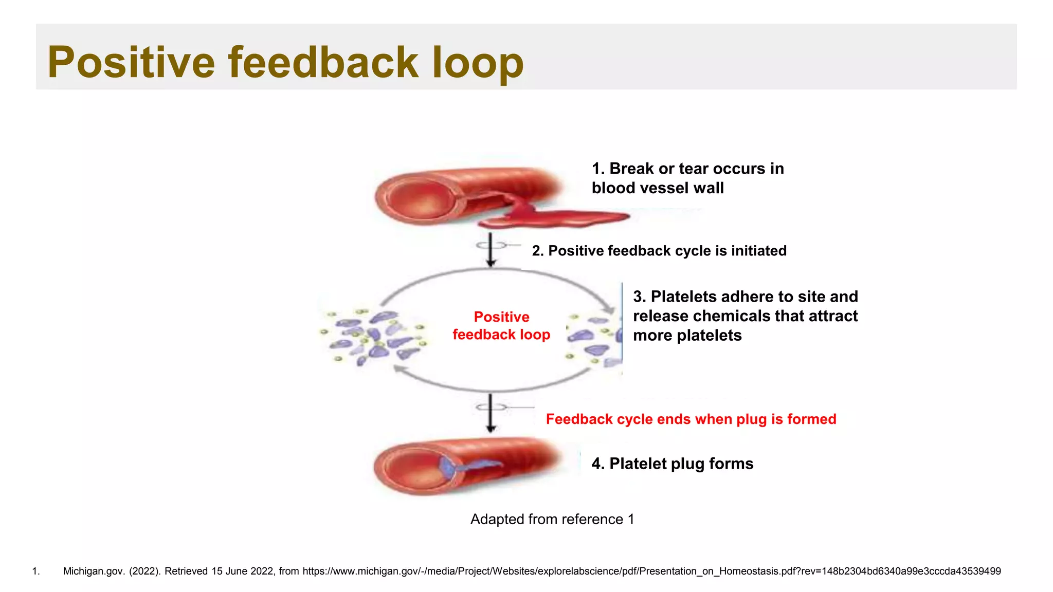 Positive feedback loop
1. Michigan.gov. (2022). Retrieved 15 June 2022, from https://www.michigan.gov/-/media/Project/Websites/explorelabscience/pdf/Presentation_on_Homeostasis.pdf?rev=148b2304bd6340a99e3cccda43539499
1. Break or tear occurs in
blood vessel wall
2. Positive feedback cycle is initiated
3. Platelets adhere to site and
release chemicals that attract
more platelets
4. Platelet plug forms
Feedback cycle ends when plug is formed
Positive
feedback loop
Adapted from reference 1
 