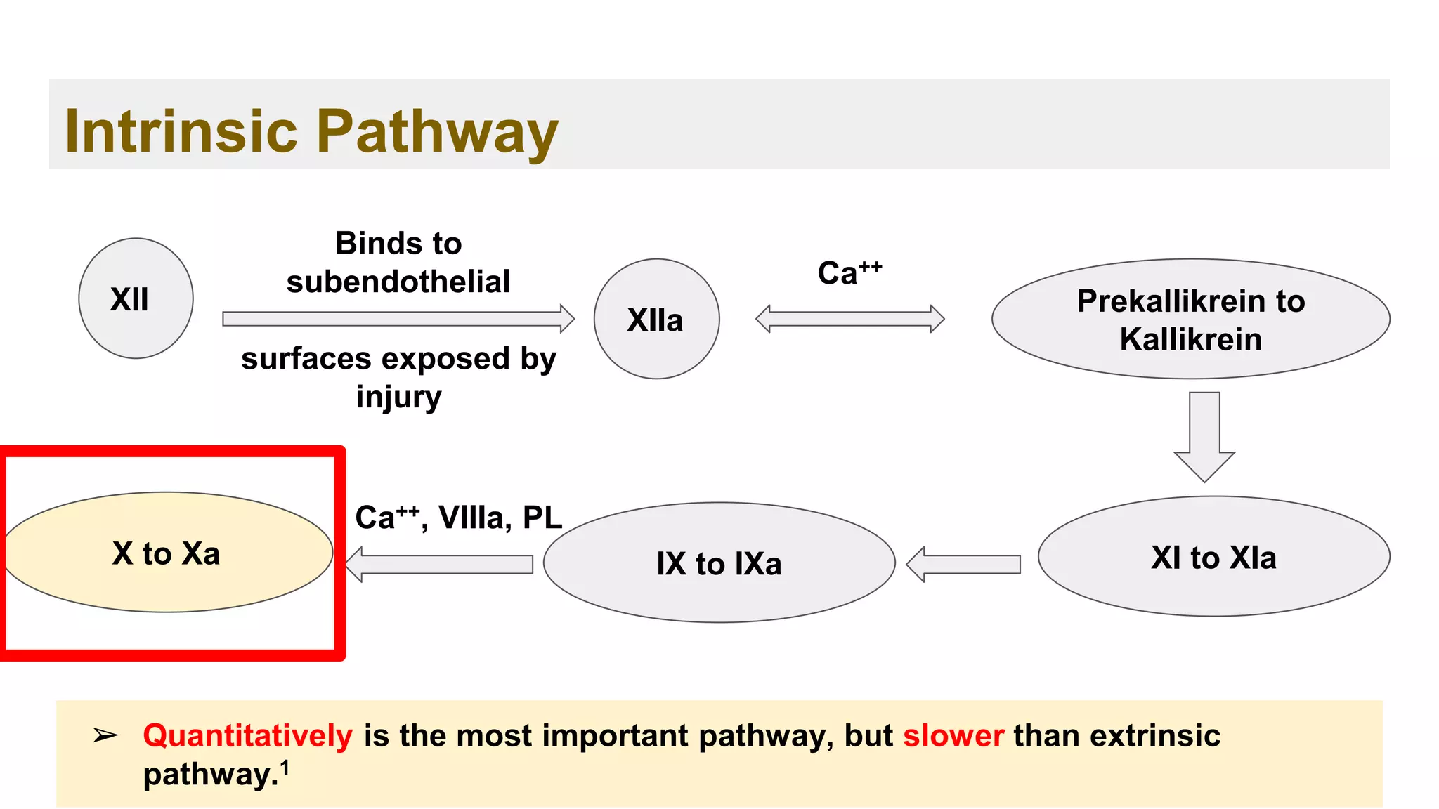 Intrinsic Pathway
XII
Binds to
subendothelial
surfaces exposed by
injury
XIIa
Prekallikrein to
Kallikrein
Ca++
XI to XIa
IX to IXa
Ca++, VIIIa, PL
X to Xa
➢ Quantitatively is the most important pathway, but slower than extrinsic
pathway.1
 