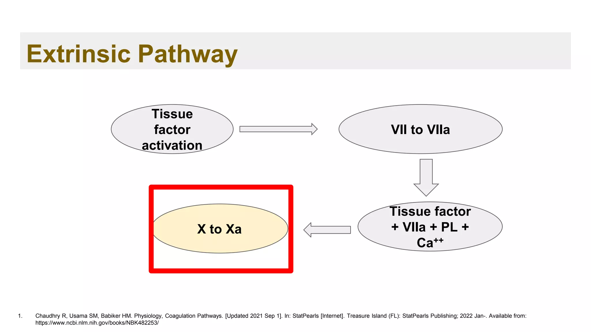 Extrinsic Pathway
1. Chaudhry R, Usama SM, Babiker HM. Physiology, Coagulation Pathways. [Updated 2021 Sep 1]. In: StatPearls [Internet]. Treasure Island (FL): StatPearls Publishing; 2022 Jan-. Available from:
https://www.ncbi.nlm.nih.gov/books/NBK482253/
Tissue
factor
activation
VII to VIIa
Tissue factor
+ VIIa + PL +
Ca++
X to Xa
 