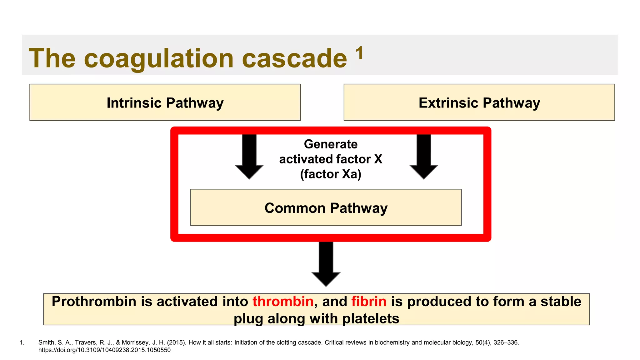The coagulation cascade 1
1. Smith, S. A., Travers, R. J., & Morrissey, J. H. (2015). How it all starts: Initiation of the clotting cascade. Critical reviews in biochemistry and molecular biology, 50(4), 326–336.
https://doi.org/10.3109/10409238.2015.1050550
Extrinsic Pathway
Intrinsic Pathway
Common Pathway
Prothrombin is activated into thrombin, and fibrin is produced to form a stable
plug along with platelets
Generate
activated factor X
(factor Xa)
 