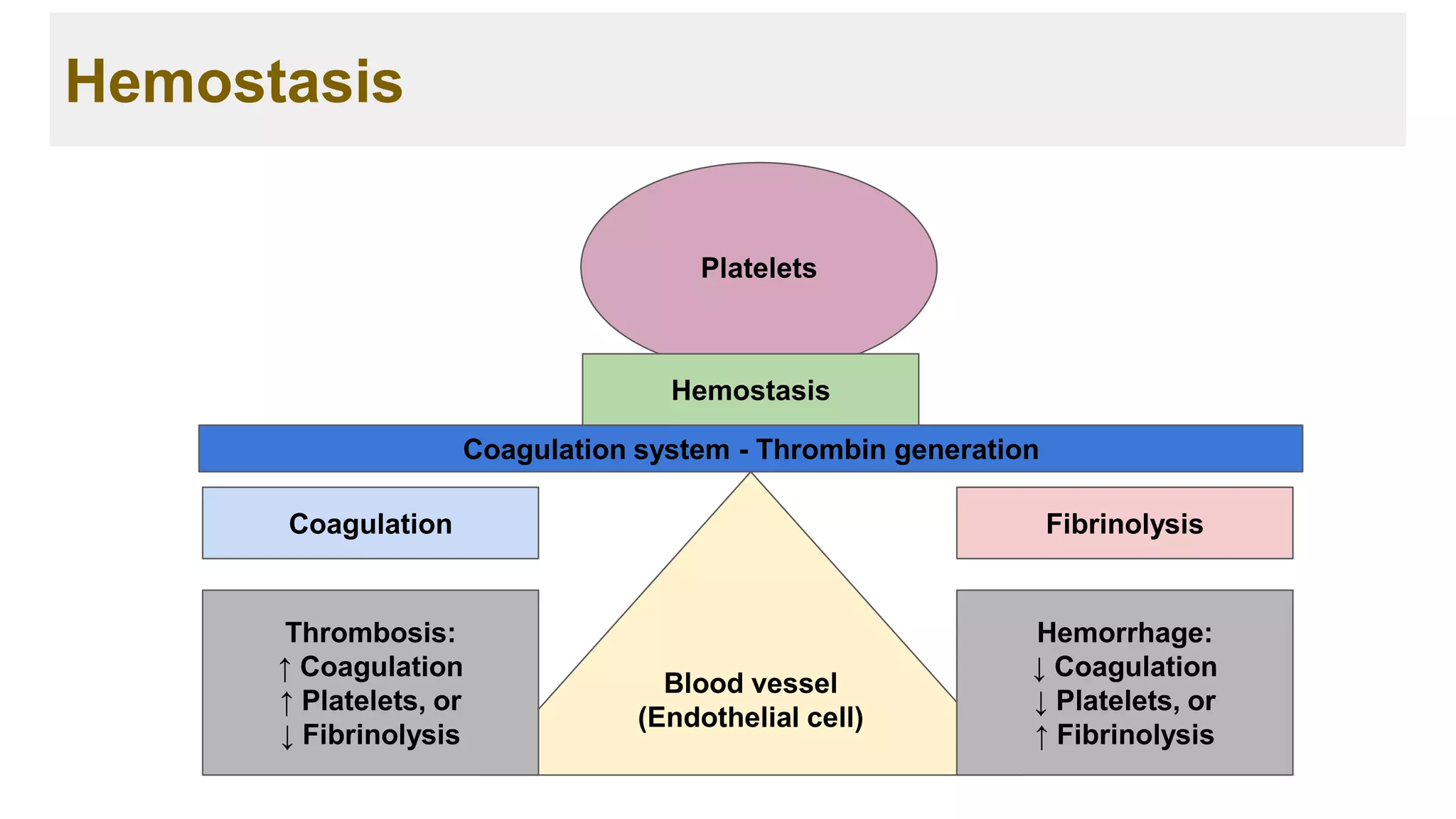 Platelets
Hemostasis
Coagulation Fibrinolysis
Blood vessel
(Endothelial cell)
Coagulation system - Thrombin generation
Hemostasis
Thrombosis:
↑ Coagulation
↑ Platelets, or
↓ Fibrinolysis
Hemorrhage:
↓ Coagulation
↓ Platelets, or
↑ Fibrinolysis
 