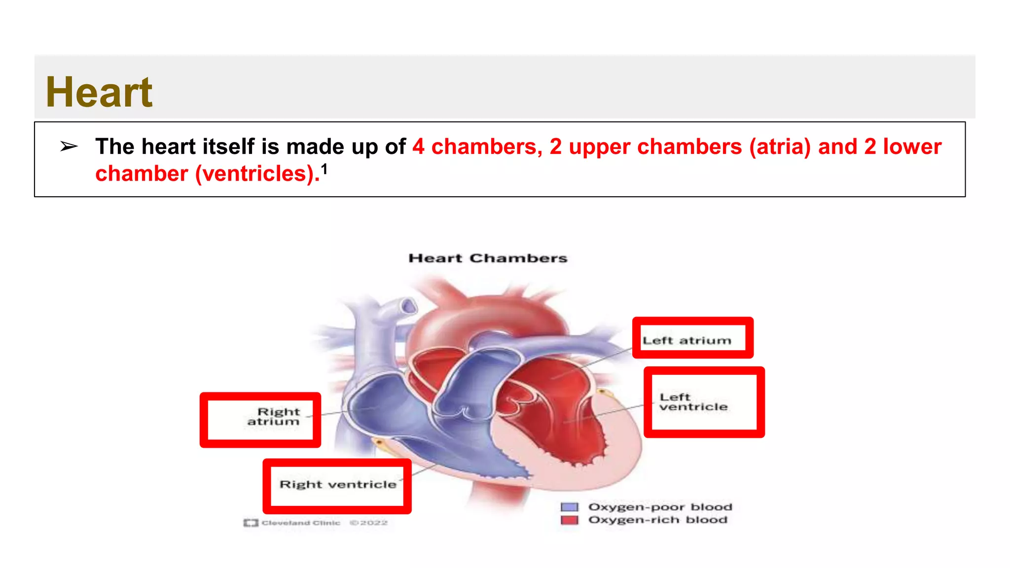 Heart
➢ The heart itself is made up of 4 chambers, 2 upper chambers (atria) and 2 lower
chamber (ventricles).1
 