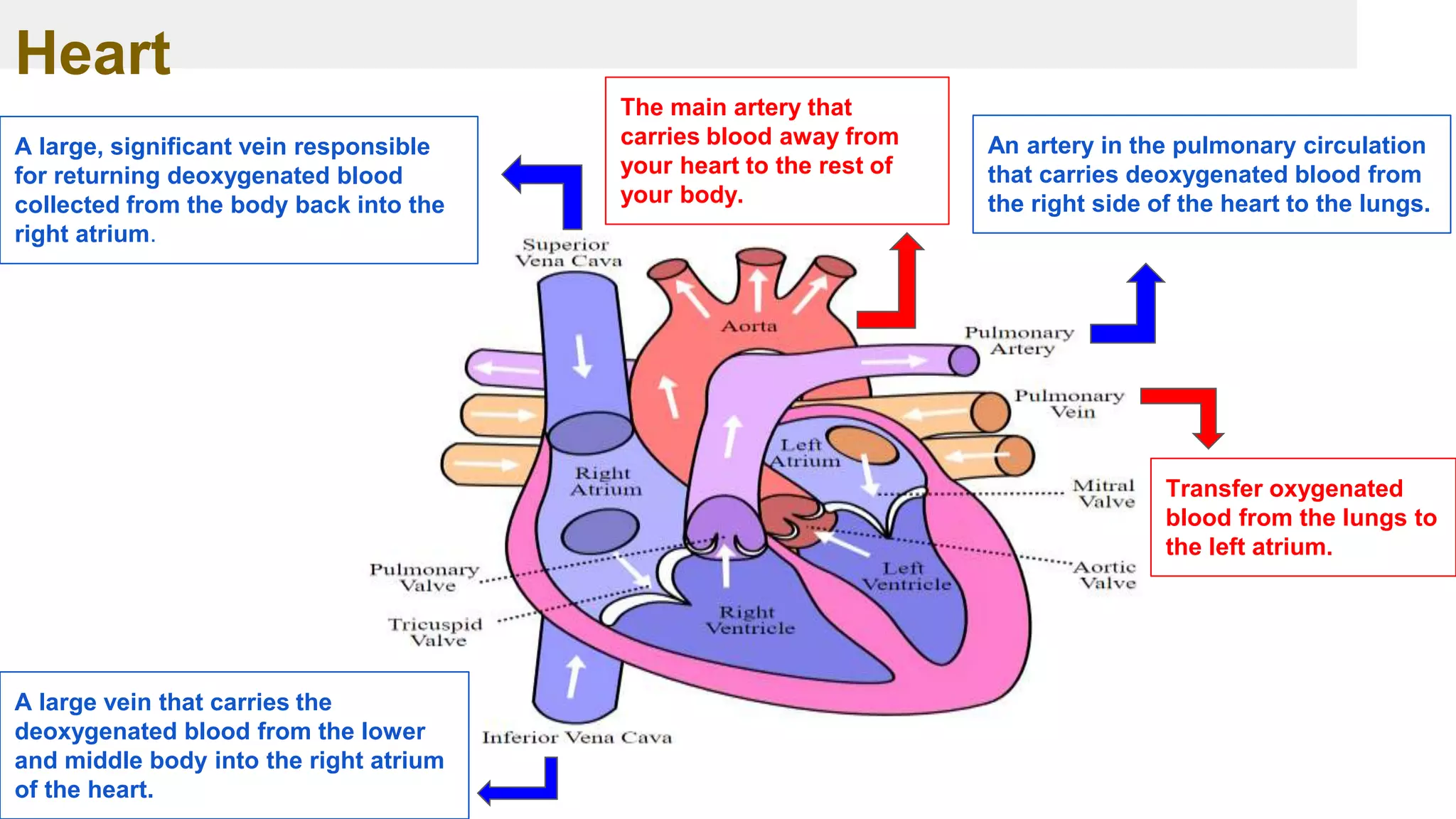 Heart
A large, significant vein responsible
for returning deoxygenated blood
collected from the body back into the
right atrium.
A large vein that carries the
deoxygenated blood from the lower
and middle body into the right atrium
of the heart.
An artery in the pulmonary circulation
that carries deoxygenated blood from
the right side of the heart to the lungs.
Transfer oxygenated
blood from the lungs to
the left atrium.
The main artery that
carries blood away from
your heart to the rest of
your body.
 