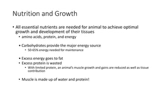Nutrition and Growth
• All essential nutrients are needed for animal to achieve optimal
growth and development of their tissues
• amino acids, protein, and energy
• Carbohydrates provide the major energy source
• 50-65% energy needed for maintenance
• Excess energy goes to fat
• Excess protein is wasted
• With limited protein, an animal’s muscle growth and gains are reduced as well as tissue
contribution
• Muscle is made up of water and protein!
 