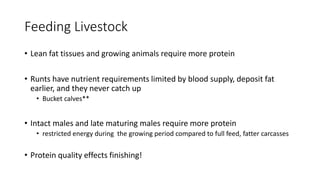 Feeding Livestock
• Lean fat tissues and growing animals require more protein
• Runts have nutrient requirements limited by blood supply, deposit fat
earlier, and they never catch up
• Bucket calves**
• Intact males and late maturing males require more protein
• restricted energy during the growing period compared to full feed, fatter carcasses
• Protein quality effects finishing!
 