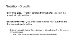 Nutrition-Growth
• Beef Yield Grade – yield of boneless trimmed retail cuts from the
round, loin, rib, and chuck
• Sheep Yield Grade – yield of boneless trimmed retail cuts from the
leg, loin, rack, and shoulder
• Swine are evaluated using the percentage of lean cuts as well as the ham and
loin percentages
• All 3 of these are highly related to muscle over fat on a swine carcass
 