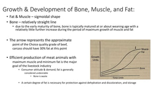 Growth & Development of Bone, Muscle, and Fat:
• Fat & Muscle – sigmoidal shape
• Bone – relatively straight line
• due to the early maturity of bone, bone is typically matured at or about weaning age with a
relatively little further increase during the period of maximum growth of muscle and fat
• The arrow represents the approximate
point of the Choice quality grade of beef,
carcass should have 30% fat at this point
• Efficient production of meat animals with
maximum muscle and minimum fat is the major
goal of the livestock industry
• Consumer attitude & demand, fat is generally
considered undesirable
• Bone is waste
• A certain degree of fat is necessary for protection against dehydration and discoloration, and storage
 