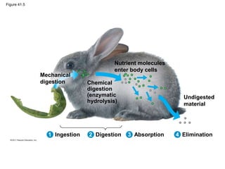 Figure 41.5
Mechanical
digestion Chemical
digestion
(enzymatic
hydrolysis)
Nutrient molecules
enter body cells
Undigested
material
Elimination
Absorption
Digestion
Ingestion
1 2 3 4
 