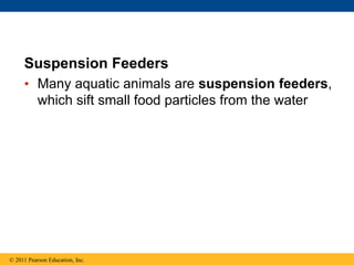 Suspension Feeders
• Many aquatic animals are suspension feeders,
which sift small food particles from the water
© 2011 Pearson Education, Inc.
 