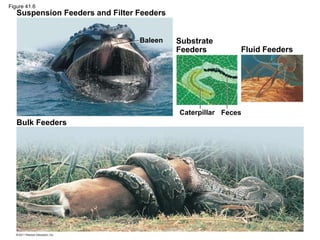 Bulk Feeders
Suspension Feeders and Filter Feeders
Fluid Feeders
Baleen
Feces
Caterpillar
Substrate
Feeders
Figure 41.6
 