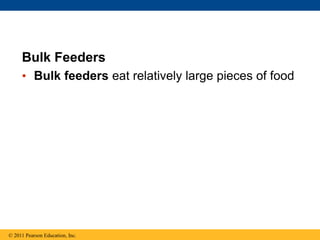 Bulk Feeders
• Bulk feeders eat relatively large pieces of food
© 2011 Pearson Education, Inc.
 