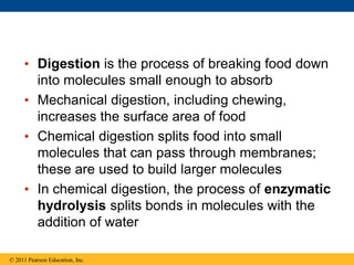 • Digestion is the process of breaking food down
into molecules small enough to absorb
• Mechanical digestion, including chewing,
increases the surface area of food
• Chemical digestion splits food into small
molecules that can pass through membranes;
these are used to build larger molecules
• In chemical digestion, the process of enzymatic
hydrolysis splits bonds in molecules with the
addition of water
© 2011 Pearson Education, Inc.
 