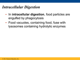 Intracellular Digestion
• In intracellular digestion, food particles are
engulfed by phagocytosis
• Food vacuoles, containing food, fuse with
lysosomes containing hydrolytic enzymes
© 2011 Pearson Education, Inc.
 