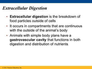 Extracellular Digestion
• Extracellular digestion is the breakdown of
food particles outside of cells
• It occurs in compartments that are continuous
with the outside of the animal’s body
• Animals with simple body plans have a
gastrovascular cavity that functions in both
digestion and distribution of nutrients
© 2011 Pearson Education, Inc.
 