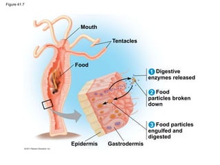Figure 41.7
Mouth
Tentacles
Food
Epidermis Gastrodermis
Food particles
engulfed and
digested
Food
particles broken
down
Digestive
enzymes released
1
2
3
 