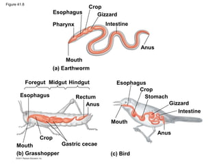 Crop
Gizzard
Intestine
Anus
Esophagus
Pharynx
Mouth
(a) Earthworm
Midgut Esophagus
Crop
Mouth
Stomach
Gizzard
Intestine
Anus
Anus
Rectum
Esophagus
Crop
Hindgut
Foregut
Mouth Gastric cecae
(b) Grasshopper (c) Bird
Figure 41.8
 