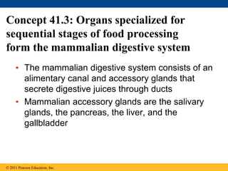 Concept 41.3: Organs specialized for
sequential stages of food processing
form the mammalian digestive system
• The mammalian digestive system consists of an
alimentary canal and accessory glands that
secrete digestive juices through ducts
• Mammalian accessory glands are the salivary
glands, the pancreas, the liver, and the
gallbladder
© 2011 Pearson Education, Inc.
 