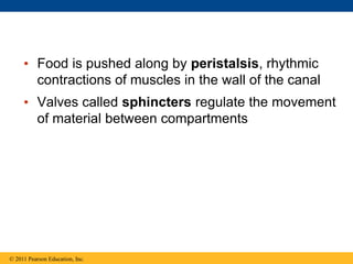 • Food is pushed along by peristalsis, rhythmic
contractions of muscles in the wall of the canal
• Valves called sphincters regulate the movement
of material between compartments
© 2011 Pearson Education, Inc.
 