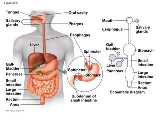 Figure 41.9
Liver
Salivary
glands
Gall-
bladder
Esophagus
Pharynx
Oral cavity
Sphincter
Mouth
Stomach
Esophagus
Tongue
Pancreas
Small
intestine
Large
intestine
Rectum
Anus
Sphincter
Stomach
Duodenum of
small intestine
Pancreas
Schematic diagram
Anus
Rectum
Large
intestine
Small
intestine
Liver
Salivary
glands
Gall-
bladder
 