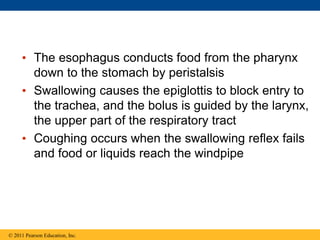 • The esophagus conducts food from the pharynx
down to the stomach by peristalsis
• Swallowing causes the epiglottis to block entry to
the trachea, and the bolus is guided by the larynx,
the upper part of the respiratory tract
• Coughing occurs when the swallowing reflex fails
and food or liquids reach the windpipe
© 2011 Pearson Education, Inc.
 