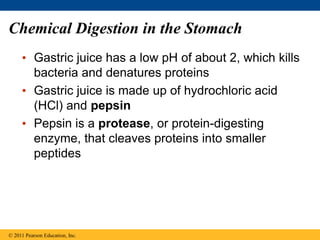 Chemical Digestion in the Stomach
• Gastric juice has a low pH of about 2, which kills
bacteria and denatures proteins
• Gastric juice is made up of hydrochloric acid
(HCl) and pepsin
• Pepsin is a protease, or protein-digesting
enzyme, that cleaves proteins into smaller
peptides
© 2011 Pearson Education, Inc.
 