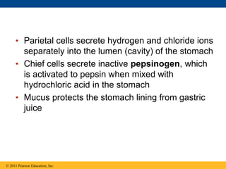 • Parietal cells secrete hydrogen and chloride ions
separately into the lumen (cavity) of the stomach
• Chief cells secrete inactive pepsinogen, which
is activated to pepsin when mixed with
hydrochloric acid in the stomach
• Mucus protects the stomach lining from gastric
juice
© 2011 Pearson Education, Inc.
 