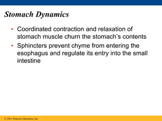 Stomach Dynamics
• Coordinated contraction and relaxation of
stomach muscle churn the stomach’s contents
• Sphincters prevent chyme from entering the
esophagus and regulate its entry into the small
intestine
© 2011 Pearson Education, Inc.
 