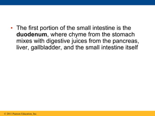 • The first portion of the small intestine is the
duodenum, where chyme from the stomach
mixes with digestive juices from the pancreas,
liver, gallbladder, and the small intestine itself
© 2011 Pearson Education, Inc.
 
