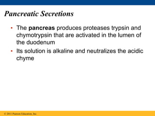 Pancreatic Secretions
• The pancreas produces proteases trypsin and
chymotrypsin that are activated in the lumen of
the duodenum
• Its solution is alkaline and neutralizes the acidic
chyme
© 2011 Pearson Education, Inc.
 