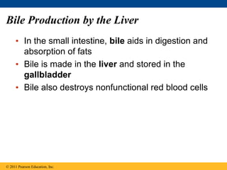 Bile Production by the Liver
• In the small intestine, bile aids in digestion and
absorption of fats
• Bile is made in the liver and stored in the
gallbladder
• Bile also destroys nonfunctional red blood cells
© 2011 Pearson Education, Inc.
 