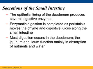 Secretions of the Small Intestine
• The epithelial lining of the duodenum produces
several digestive enzymes
• Enzymatic digestion is completed as peristalsis
moves the chyme and digestive juices along the
small intestine
• Most digestion occurs in the duodenum; the
jejunum and ileum function mainly in absorption
of nutrients and water
© 2011 Pearson Education, Inc.
 