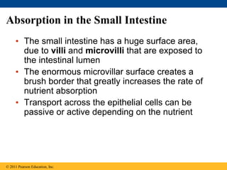Absorption in the Small Intestine
• The small intestine has a huge surface area,
due to villi and microvilli that are exposed to
the intestinal lumen
• The enormous microvillar surface creates a
brush border that greatly increases the rate of
nutrient absorption
• Transport across the epithelial cells can be
passive or active depending on the nutrient
© 2011 Pearson Education, Inc.
 