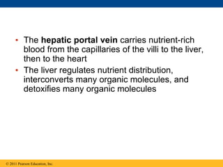 • The hepatic portal vein carries nutrient-rich
blood from the capillaries of the villi to the liver,
then to the heart
• The liver regulates nutrient distribution,
interconverts many organic molecules, and
detoxifies many organic molecules
© 2011 Pearson Education, Inc.
 