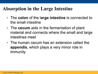 Absorption in the Large Intestine
• The colon of the large intestine is connected to
the small intestine
• The cecum aids in the fermentation of plant
material and connects where the small and large
intestines meet
• The human cecum has an extension called the
appendix, which plays a very minor role in
immunity
© 2011 Pearson Education, Inc.
 
