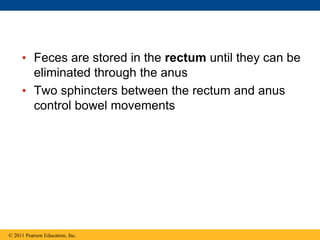 • Feces are stored in the rectum until they can be
eliminated through the anus
• Two sphincters between the rectum and anus
control bowel movements
© 2011 Pearson Education, Inc.
 