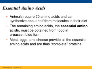 • Animals require 20 amino acids and can
synthesize about half from molecules in their diet
• The remaining amino acids, the essential amino
acids, must be obtained from food in
preassembled form
• Meat, eggs, and cheese provide all the essential
amino acids and are thus “complete” proteins
© 2011 Pearson Education, Inc.
Essential Amino Acids
 